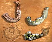 Fossil From 160 000 Years Ago Shows Growth Profile Similar To Modern Man