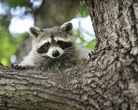 Raccoons' bizarre behavior gets locals' attention in US