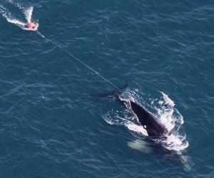 Study reveals how fishing gear can cause slow death of whales
