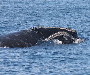 Whales' foraging strategies revealed by new technology