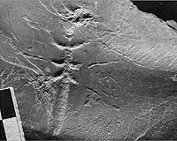 Researchers Uncover World's Oldest Fossil Impression Of A Flying Insect