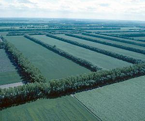 Assessing Agroforestry's Advantages