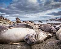 Eleven seal species narrowly escaped extinction