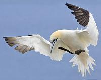 Offshore wind farms could be more risky for gannets than assessed