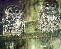 US plan to protect owl 'polluted by politics': lawmakers
