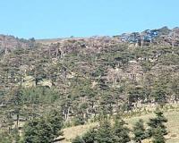 At UN talks, African countries aim to restore 100 mn hectares of forest