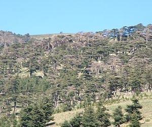 Genetically Altered Trees, Plants Could Help Counter Global Warming