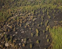 Norway seeks EU help with largest forest fire in its history