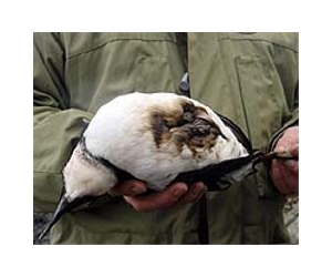 Dead birds found in N. Zealand oil slick