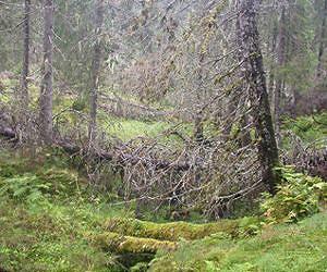 Hidden secrets in Norway's rainforests
