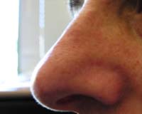 Nostrils Alternate To Process Competing Odors