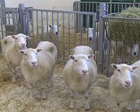 Nottingham Dollies prove cloned sheep can live long and healthy lives