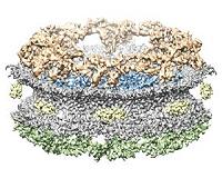 Microscope displays pores in the cell nucleus with greater precision
