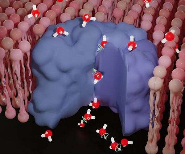 Nuclear spin's impact on biological processes uncovered