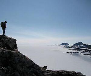Sturdy Scandinavian conifers survived Ice Age