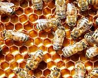 Exposure to pesticides makes bees less social, reduces colony size