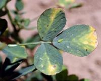 Climate change boosts a migratory insect pest