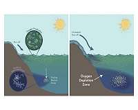 ASU graduate student leads study estimating oxygen loss in ancient global ocean