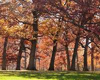 Trees don't live forever, but finding one dying of old age is rare