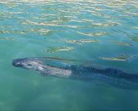 Rare oarfish, seen as harbingers of doom, snagged in Japan