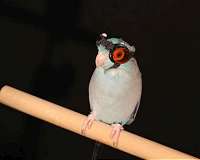 Birds flying through laser light reveal faults in flight research, Stanford study shows