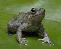 Amphibians as environmental omens disputed