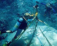 Endangered Coral Points To El Nino Frequency