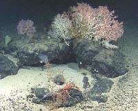 Seafloor Buffet Keeps Hunger At Bay