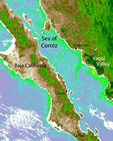 Direct Link Discoverd Between Agricultural Runoff And Algal Blooms In Sea