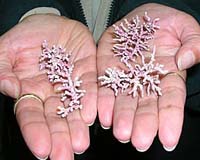 UAF Scientists Discover New Marine Habitat In Alaska