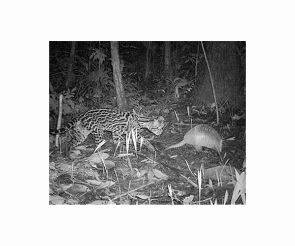 Ocelots rescued from traffickers returned to wild in Ecuador