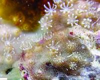 New genus and species of 'living fossil' octocoral related to blue coral