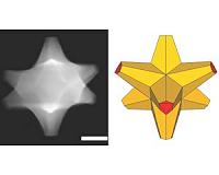 Tiny octopods catalyze bright ideas
