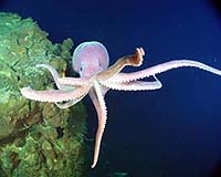 How The Octopus Forms An Elbow