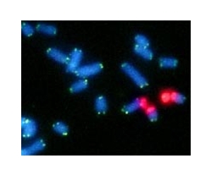 Scientists assemble chromosomes in lab