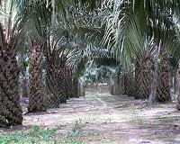 Greenpeace slams Indonesia palm oil industry on deforestation