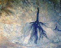 Managing invasive weeds in Botswana
