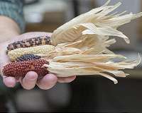 Archaeologist says fire, not corn, key to prehistoric survival in arid Southwest