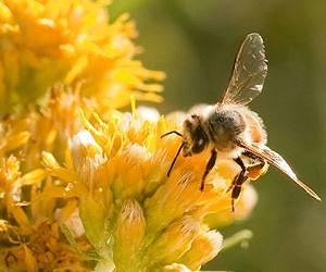 The real reason to worry about bees
