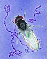 Evolution of Old World Fruit Flies on Three Continents Mirrors Climate Change