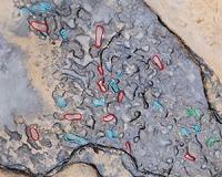 Scientists discover oldest footprints outside of Africa