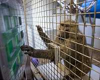 What humans and primates both know when it comes to numbers