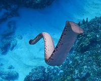Sea snakes have extra sense for water living