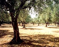 Spanish Test Out Olives As Energy Source