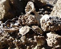 Study finds native Olympia oysters more resilient to ocean acidification