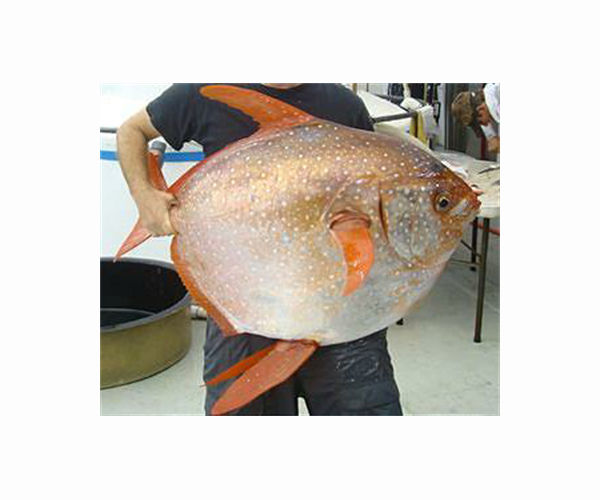 Warm-blooded fish faster than cold-blooded peers, equally vulnerable to climate change