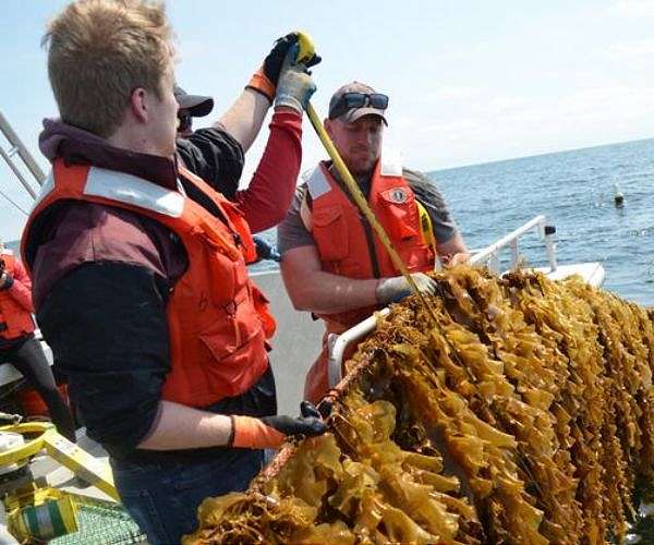 Kelp cost modeling tool for Maine seaweed farms reveals major savings options