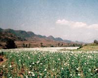 Afghanistan Opium Cultivation Monitored By International DMC Constellation