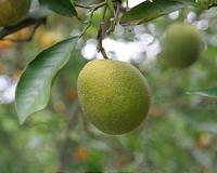 UF creates trees with enhanced resistance to greening