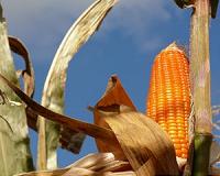 Natural gene selection can produce orange corn rich in provitamin A for Africa, U.S.